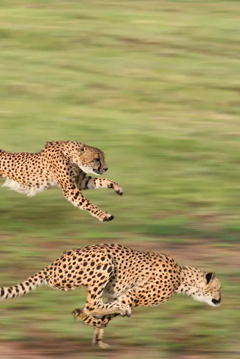 accelerate-results-webp